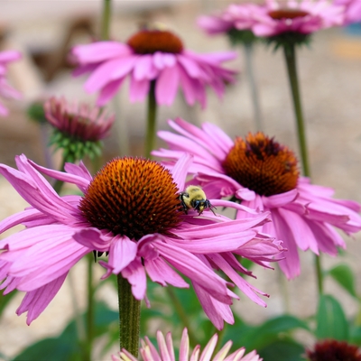 Bee on purple coneflowers