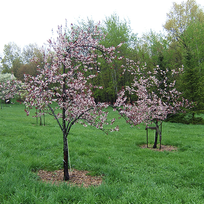  Two small trees with pink blossoms in green grass.