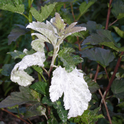 A single ninebark shoot completely covered by powdery mildew.