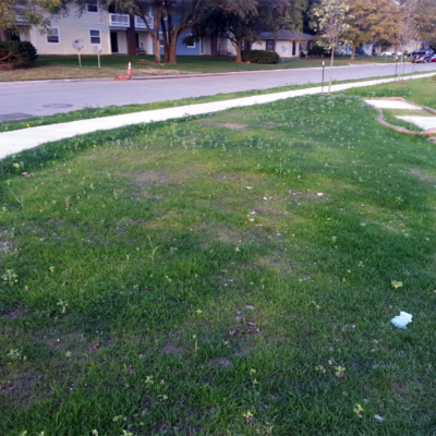 A newly established lawn that has thin and yellowing turf, surrounded by splotches of green.