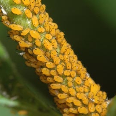 Yellow aphids clustered along a plant stem.