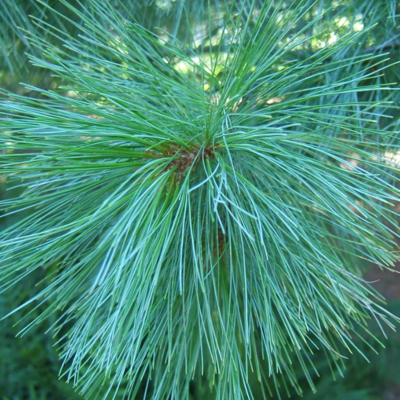 evergreen needles