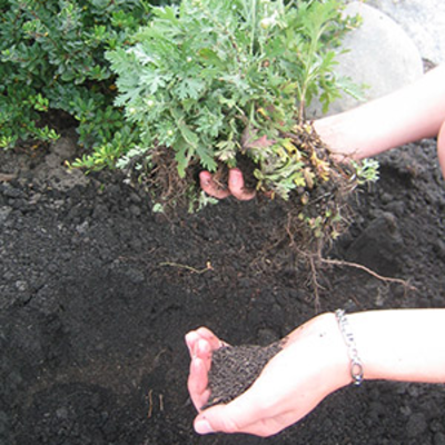 Person holding a freshly dug garden plant in one hand and soil in the other hand over a garden bed of soil.