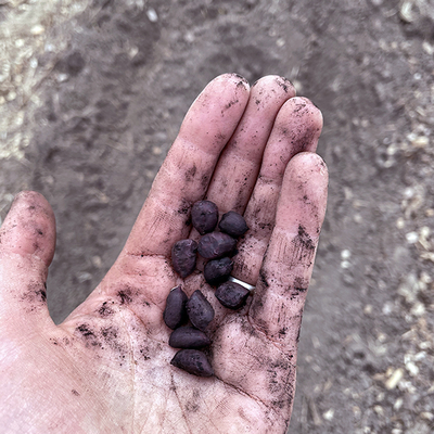10 peanut seeds in a hand, covered in a fine black dust.
