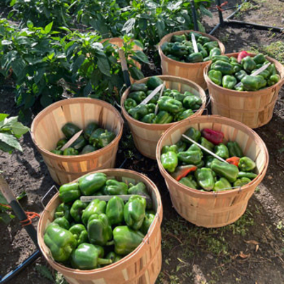 Rows of green peppers in a field, with wooden baskets full of harvested peppers at the ends of the rows.