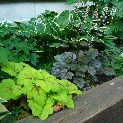 Various perennial plants growing in a timber wall along a building.
