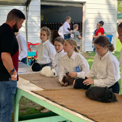 Youth members showing rabbits to a judge. 