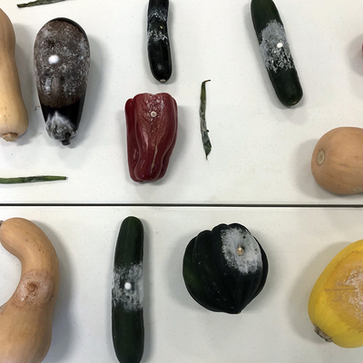 Vegetables with rotting, fuzzy spots lined up on a table.