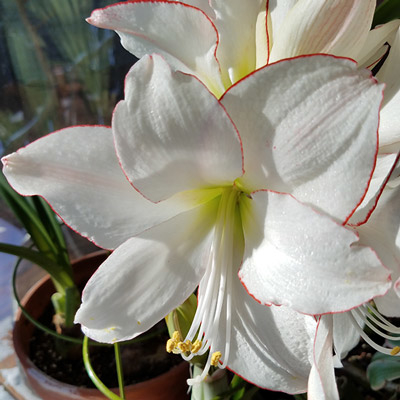 'Picotee' white with thin red edge flowering amarayllis