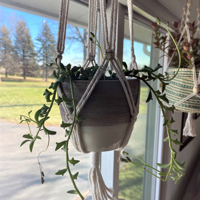 hanging plants in window