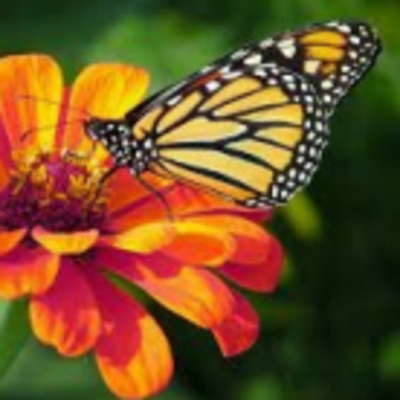 orange flower with butterfly
