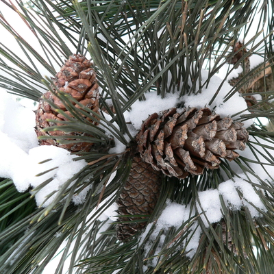 Pinecones on a pine tree branch in winter with snow.