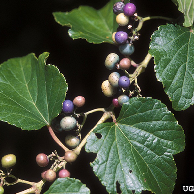 Tan branch with dark green shiny leaves and pale green to light blue to purple speckled berries on a black background.