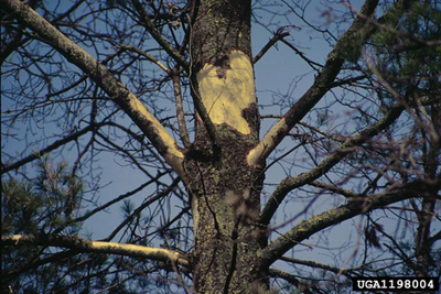 tree damage caused by a porcupine