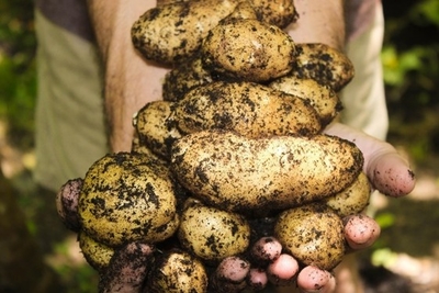 Hand holding many potatoes 