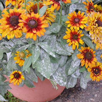 A planter with yellow zinnias with powdery mildew on the leaves.