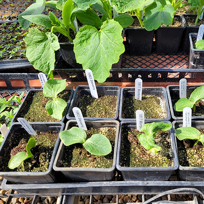 Two-leafed pumpkin seedlings growing next to larger green  leafy squash plants.