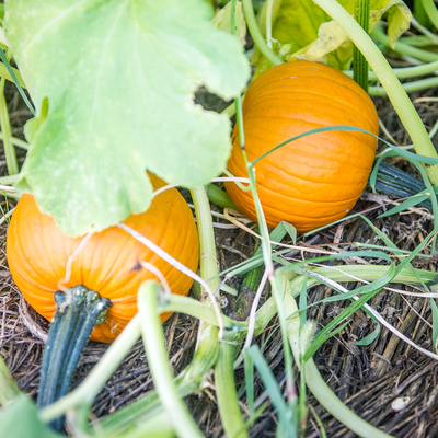 Two small pumpkins laying on soil with other leafy plants.