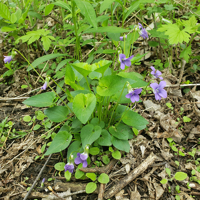 Several purple wild violets attached to a cluster of stems and heart-shaped leaves.