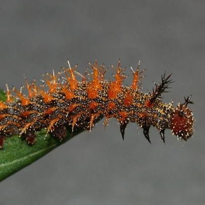 Larval stage of question mark butterfly, covered with red, branched cuticles resembling spikes. Image by Bruce Watt, Bugwood.org
