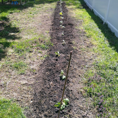 Long row of tilled soil with small raspberry plants.