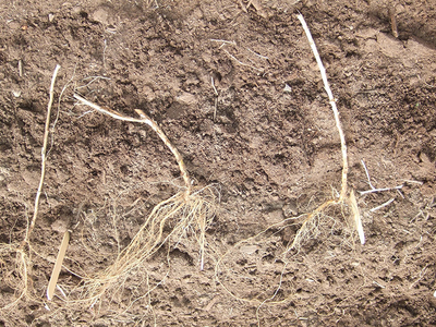 light colored, thin stalks with roots lying in soil