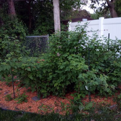 A raspberry patch surrounded by wood chip mulch.