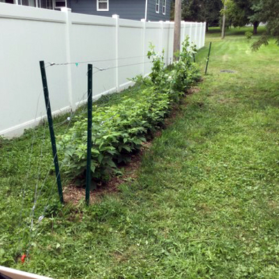 Row of raspberries trellised with wire in a home garden.