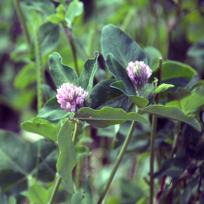 Close up of two red clover flowers.