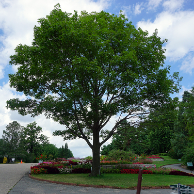 Large green tree surrounded by planted garden beds.