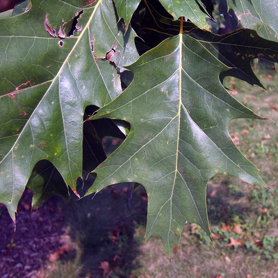 Close-up of red oak leaves.