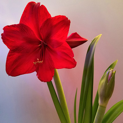 'Red Pearl' red flowering amaryllis