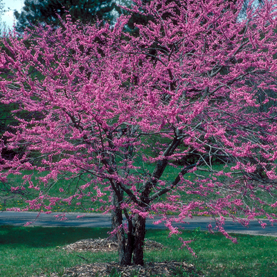 Un árbol pequeño con flores de color rosa brillante.