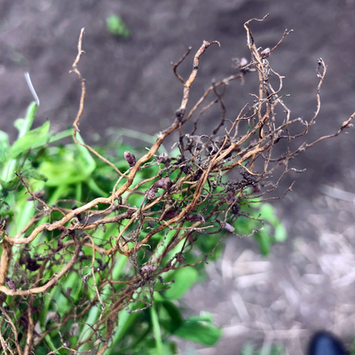 Roots of a plant with small pink circular growths.