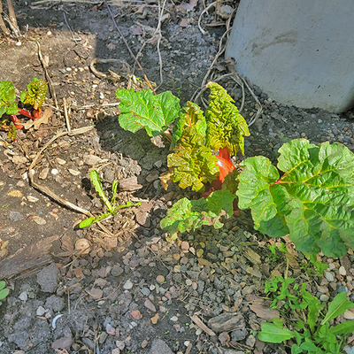 Young rhubarb plants in a garden.