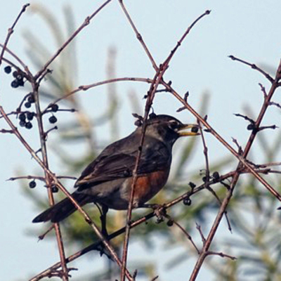 Robin on a buckthorn branch eating fruit.