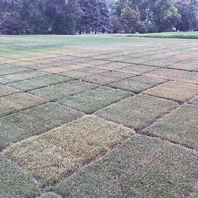 Research field of ryegrass varities with varying levels of crown rust.