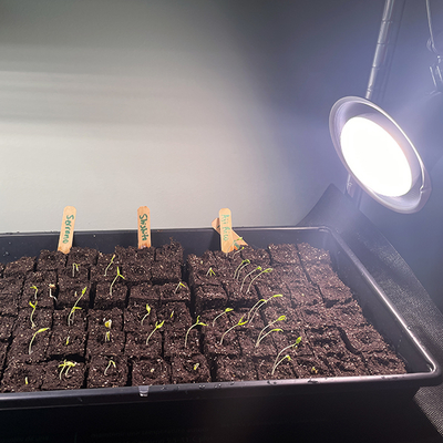 Seedlings reaching toward a grow light.