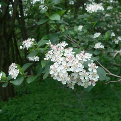Small white clusters of flowers on the serviceberry tree