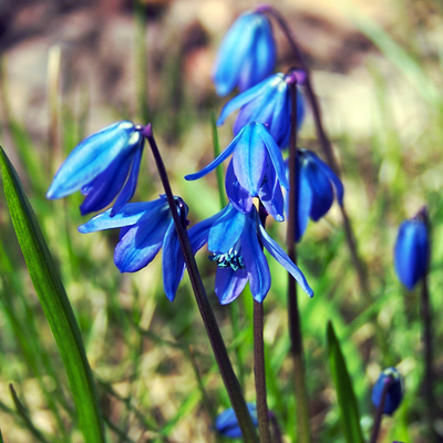 Squill is a small, blue flower that blooms in early spring