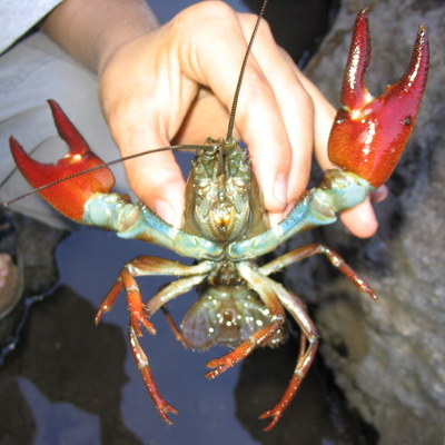 signal crayfish held by someone