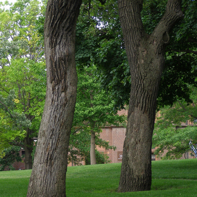 two oak trees in a yard. One has large area of smooth-looking bark on the lower trunk.