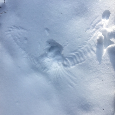 An imprint left in the snow by an owl capturing prey