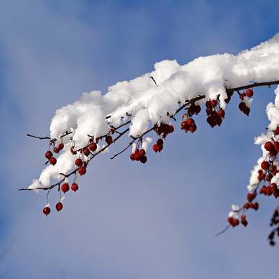 Snow covered tree branch with red berries