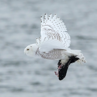 A snowy owl flies through the air clutching its captured prey