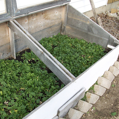 Spinach growing in a wooden box filled with soil.