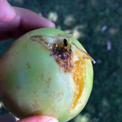 Hand holding a green tomatillo that has split down the center with a picnic bug in the split area.
