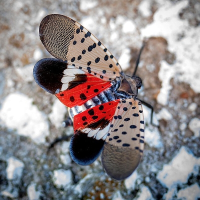 A polka dotted and brightly colored spotted lanternfly.