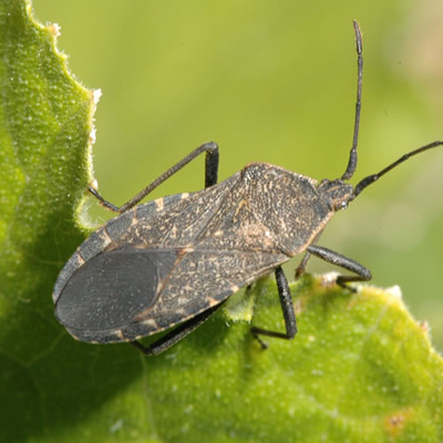 adult squash bug on leaf