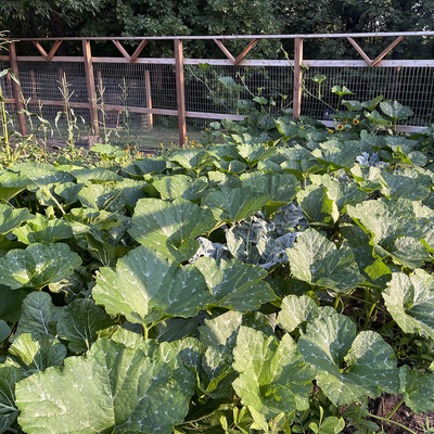 Vegetable garden with squash plants that are creeping into other rows and overtaking broccoli and peanuts.